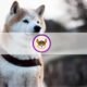 What is Floki Inu (FLOKI)? Everything You Need to Know About the Trending Memecoin What is Floki Inu (FLOKI)? Everything You Need to Know About the Trending Memecoin
